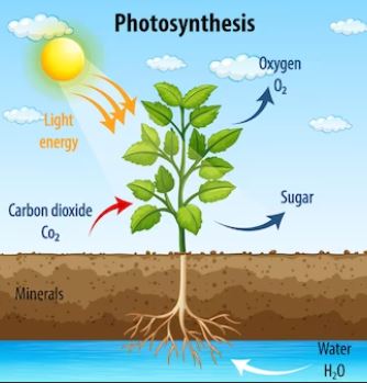  photosynthesis, ultrastructural