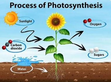  photosynthesis, ultrastructural, Oxidation