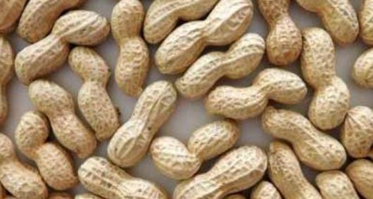 Eating Groundnut/Peanuts